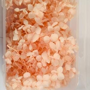 DRY FLOWERS HYDRENGIES - BOX PACK